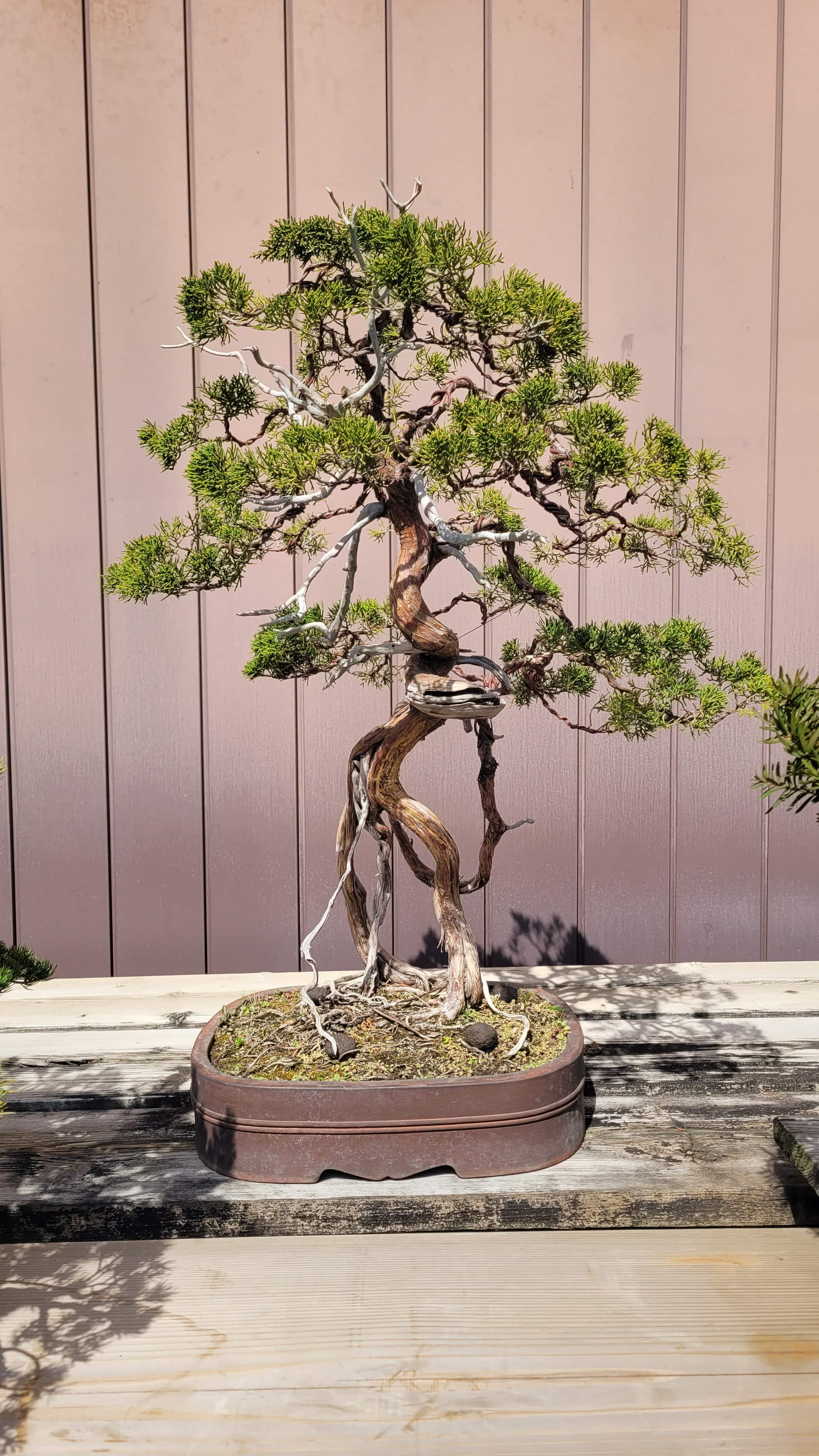 A juniper bonsai tree from kimura in Japan